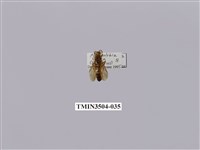 藏品(變側異腹胡蜂)的圖片